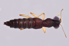 Stenus appalachianus