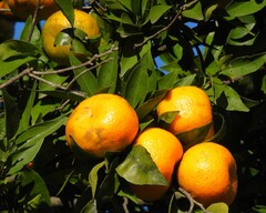Le Mandarinier (Citrus reticulata)