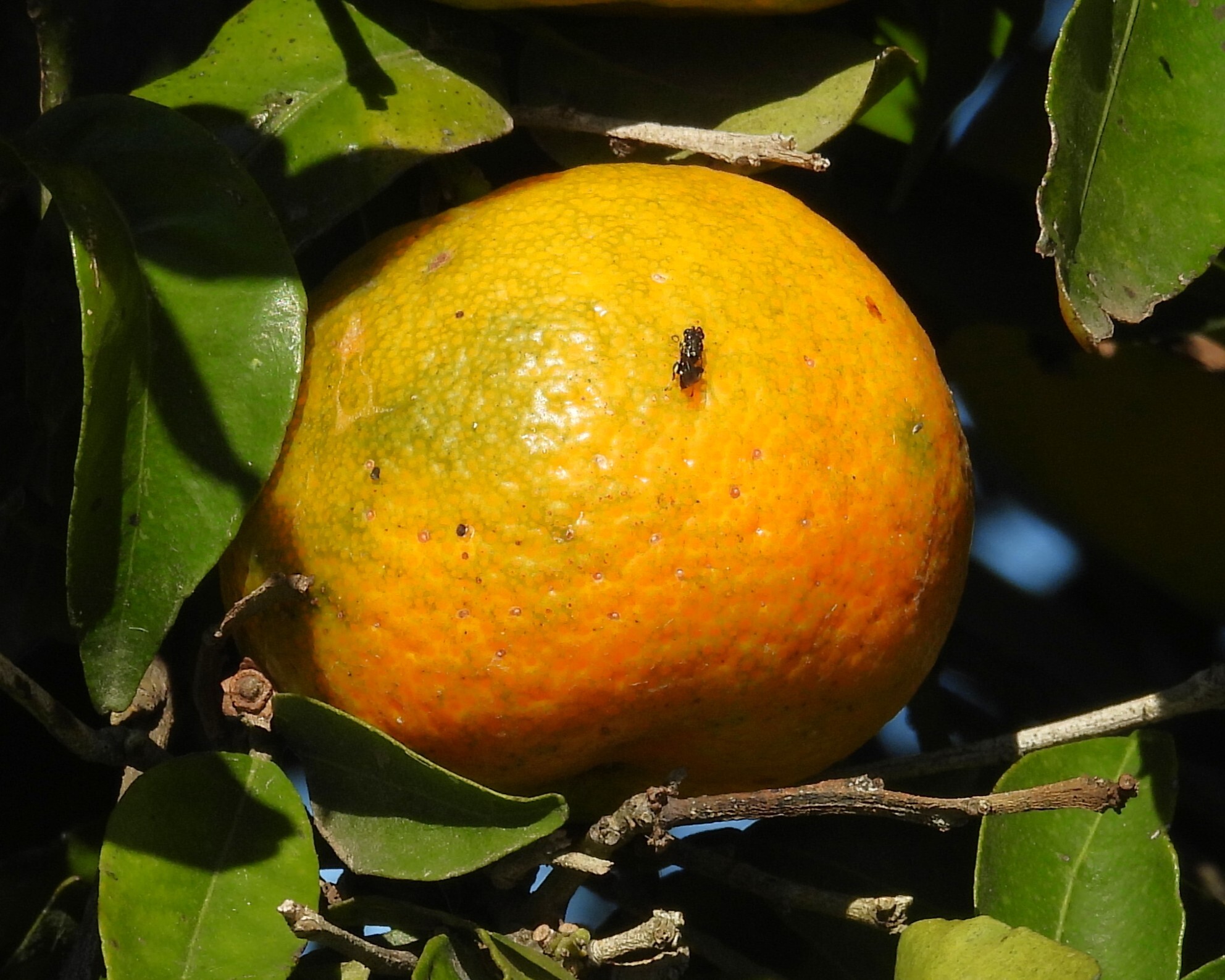 Imagem de Tangerina