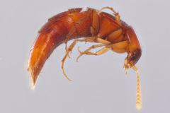 Ischnosoma lecontei