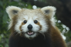 Ailurus fulgens