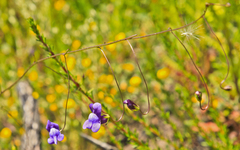 Neogaerrhinum strictum