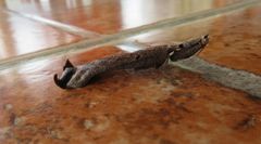 Pseudacanthops