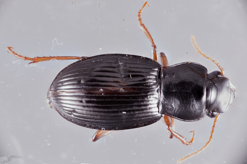 Spacious Harp Ground Beetle