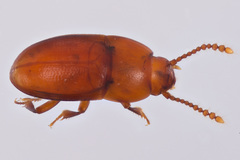 Catopocerus