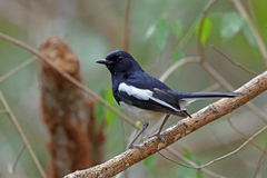 Madagascar Magpie-Robin photo 4