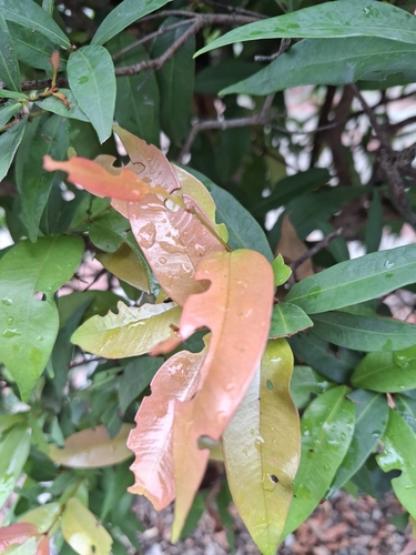 Excoecaria cochinchinensis iNat (3)