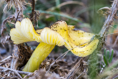 Hygrocybe