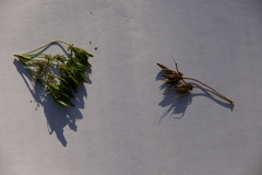 Anthriscus cerefolium