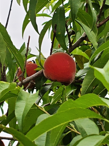 Peach