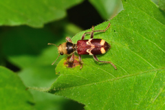 Enoclerus bombycinus