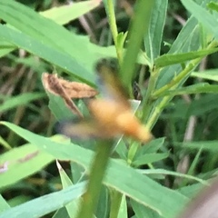 Icterica