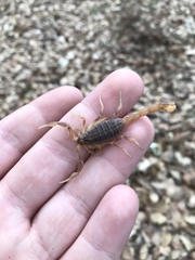 Buthus ibericus