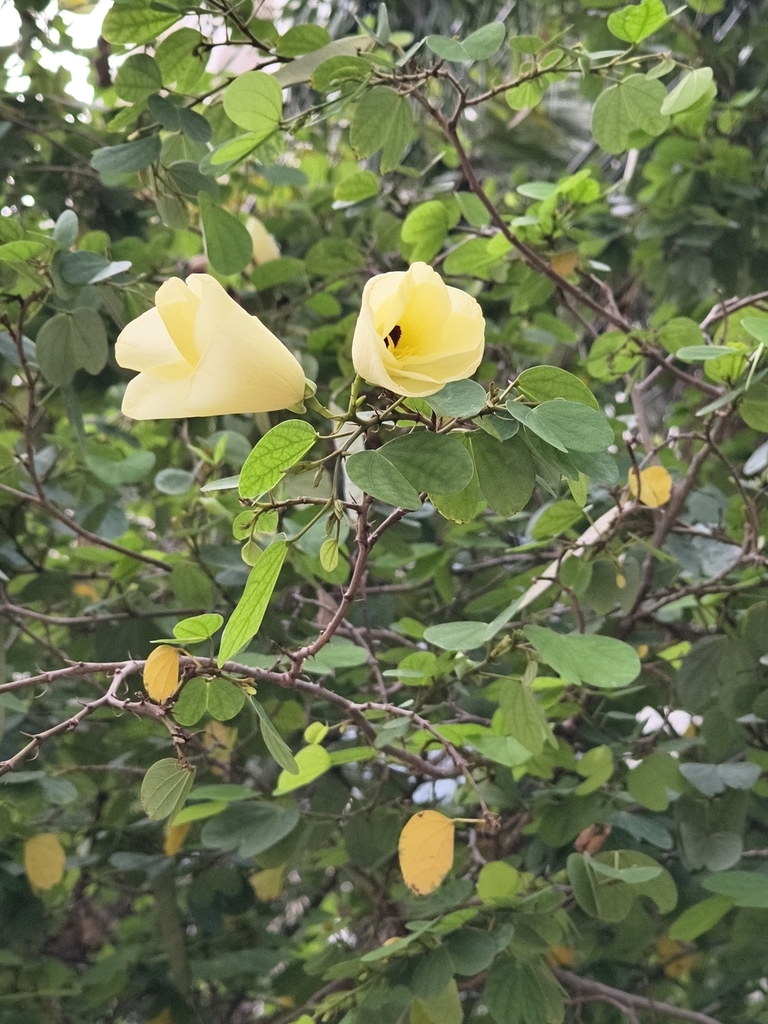 Móng bò vàng – Bauhinia tomentosa