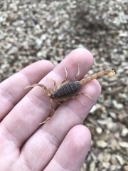 Buthus ibericus
