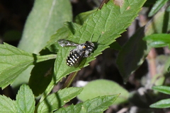 Anthidium
