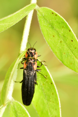 Agrilus flohri
