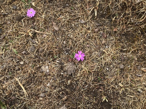 Primula tibetica, photograph 4