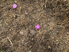 Primula tibetica, photograph 王天, CC BY, iNaturalist via GBIF