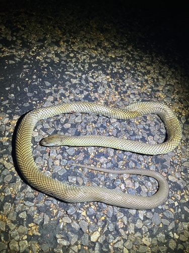 Mulga Snake sighting