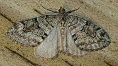 Thera contractata