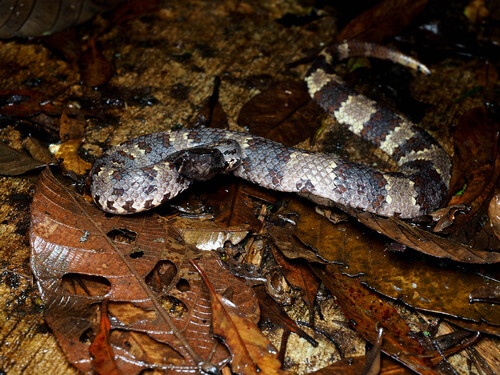 Photo of a Mount Kinabalu Pit Viper (Garthius chaseni)