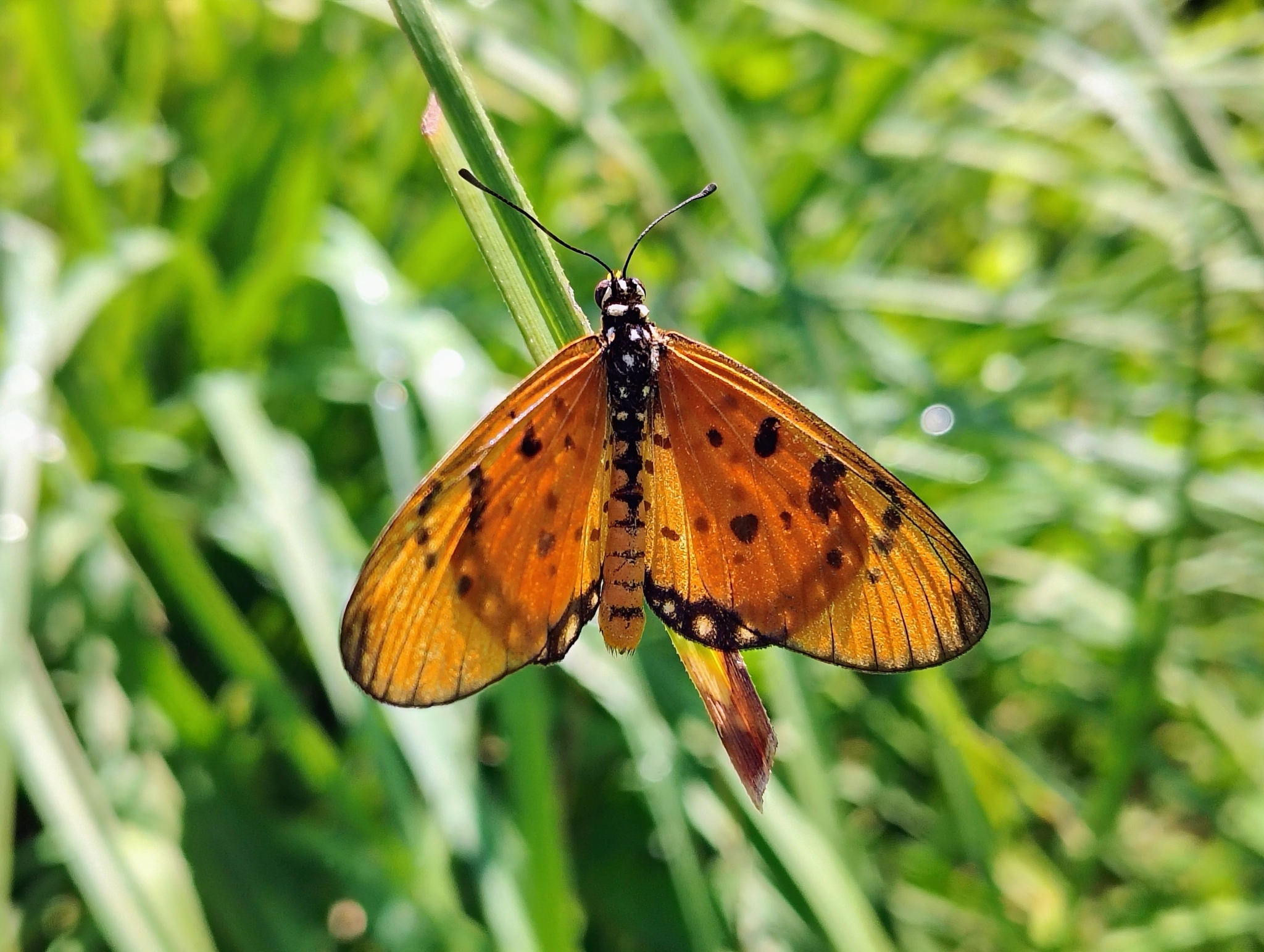 Tawny Coster