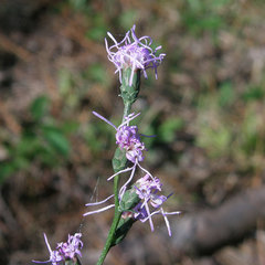 Liatris elegantula