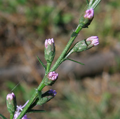 Liatris elegantula