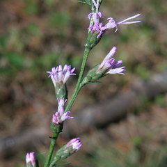Liatris elegantula
