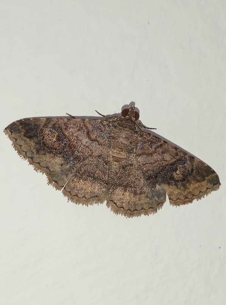 Toxonprucha stunia