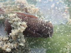 Aglaja ocelligera