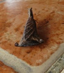 Pseudacanthops