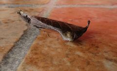 Pseudacanthops