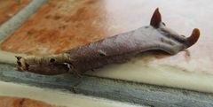 Pseudacanthops