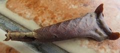 Pseudacanthops