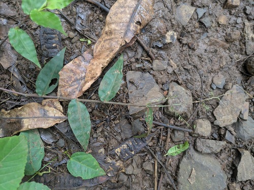 Oplismenus compositus observed 2025-05-22