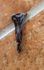 Pseudacanthops