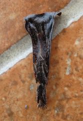 Pseudacanthops