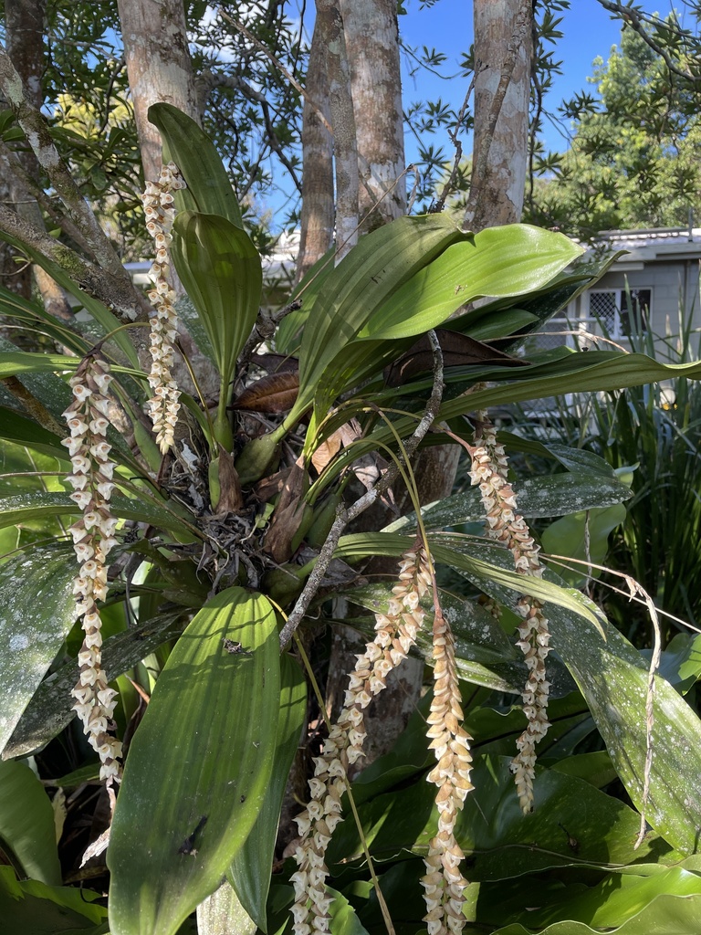 Coelogyne imbricata
