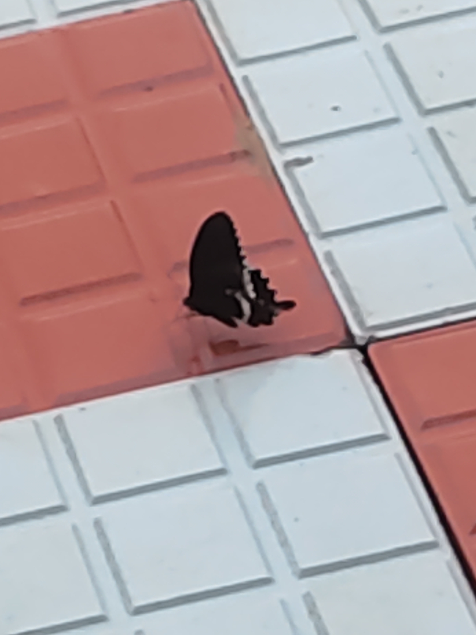 Common Mormon