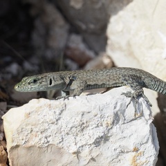 Dalmatolacerta oxycephala