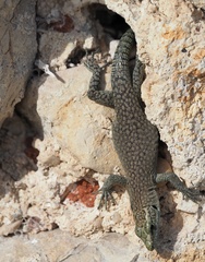 Dalmatolacerta oxycephala