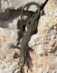 Dalmatolacerta oxycephala