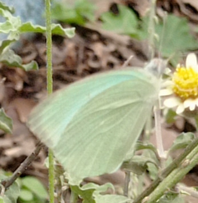 Mottled Emigrant
