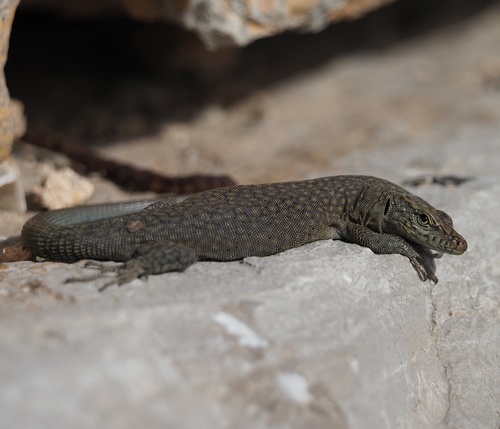 Sharp-snouted Rock Lizard, photo 4 of 7