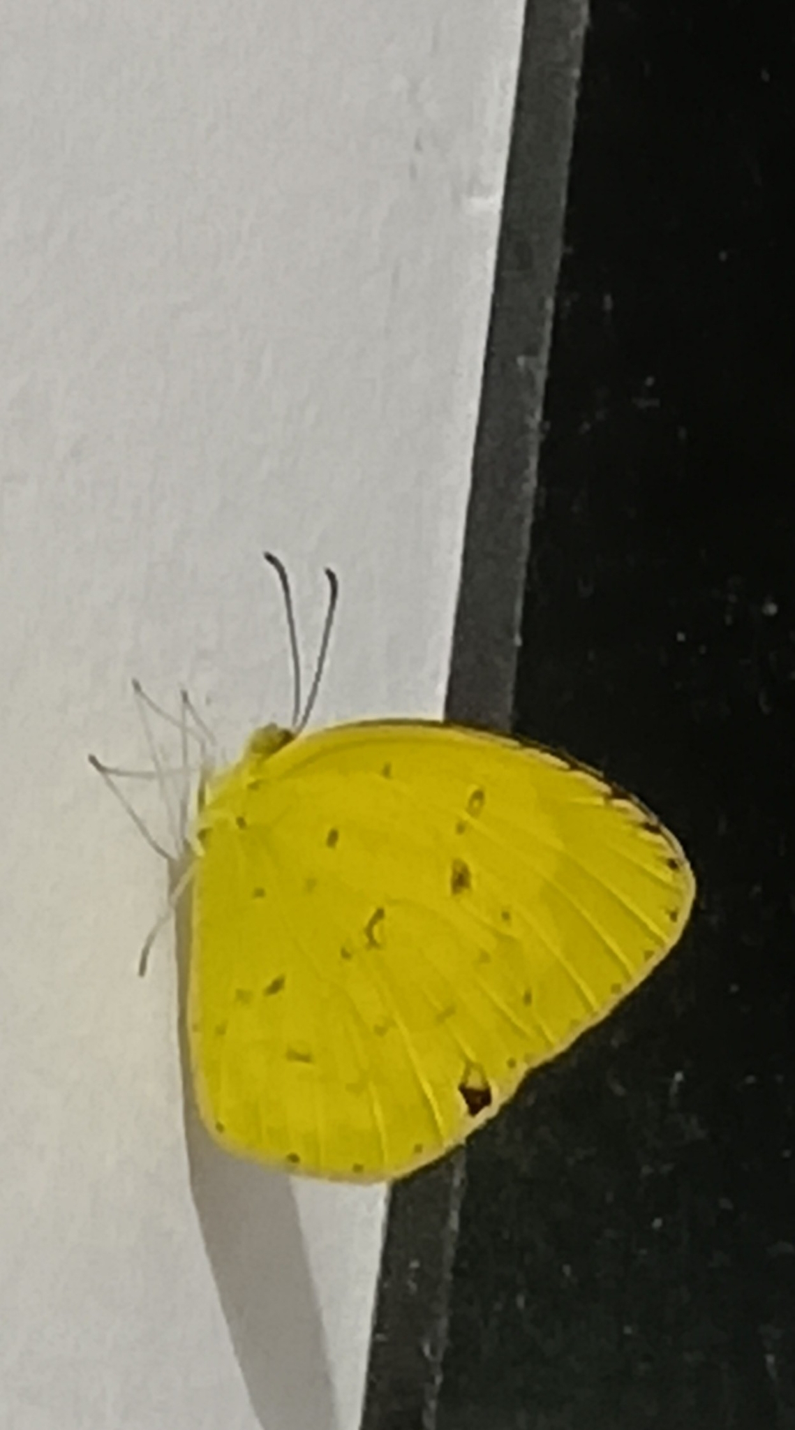 Common Grass Yellow