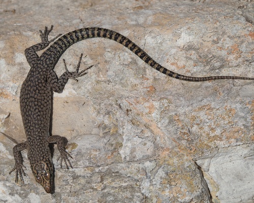 Sharp-snouted Rock Lizard, photo 5 of 7
