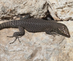 Dalmatolacerta oxycephala