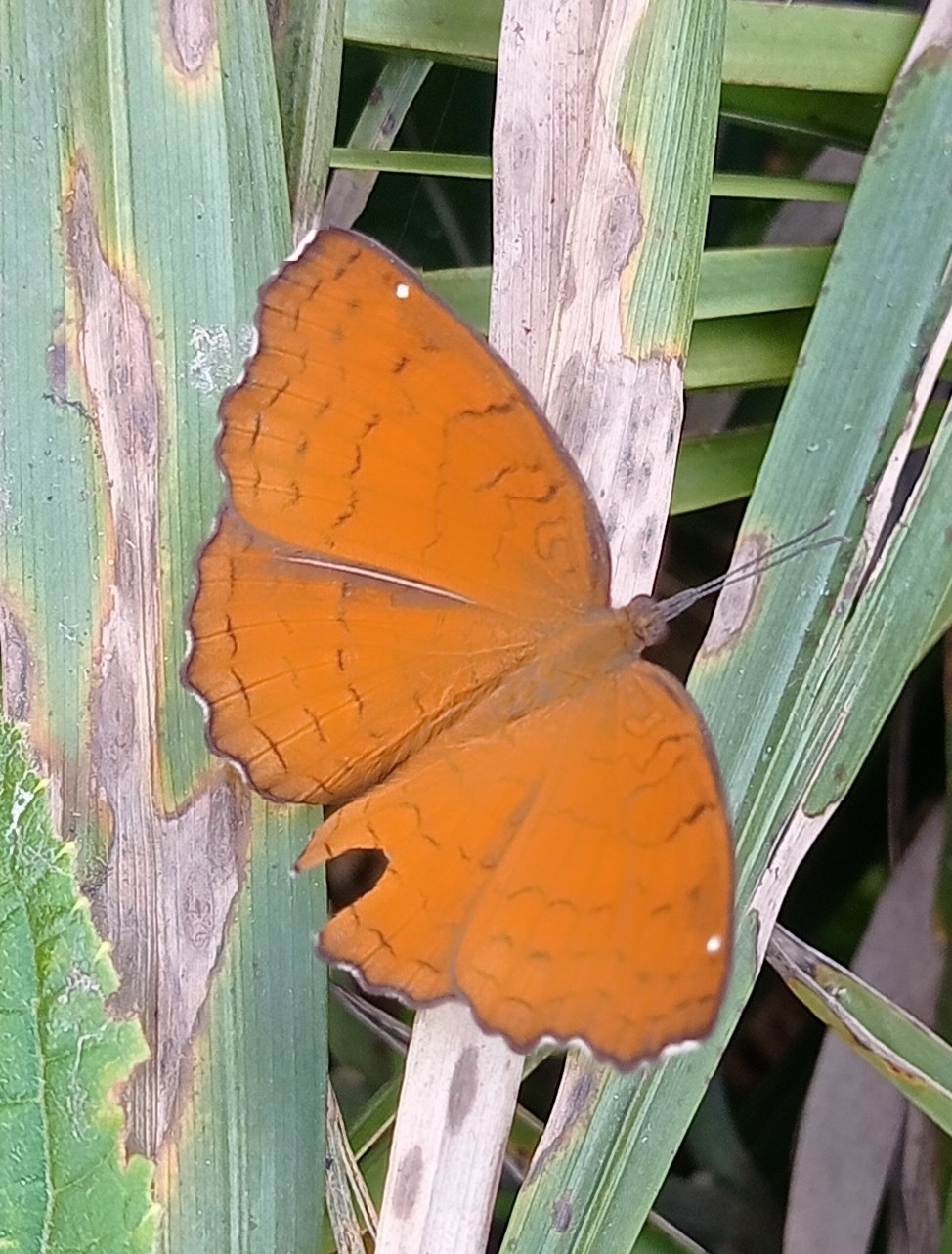 Angled Castor